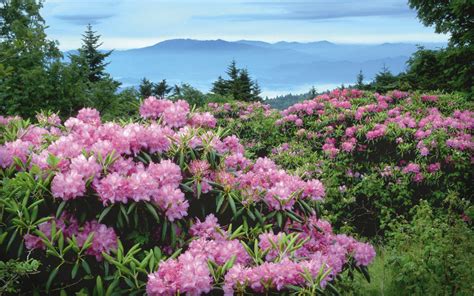 Rhododendron Pink Bush Wild Flowers Ornamental Plants On Mount Mitchell