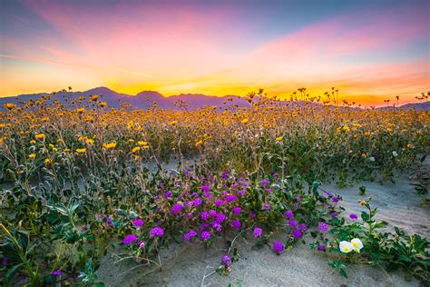 Anza Borrego Desert Spring Wildflowers Fine Art Photography 45epic Dr
