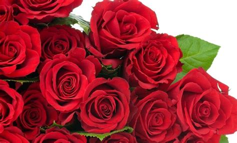 rose the national flower of turkmenistan