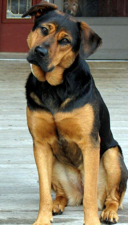 Rottweiler Mix German Shepherd Puppies