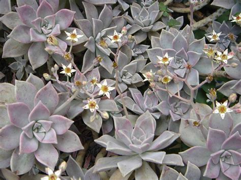 Graptopetalum Paraguayense Mother Of Pearl Plant Ghost Plant Echeveria Sempervivum Sedum