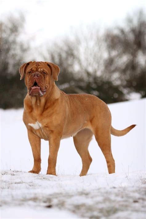 Top 10 Biggest Dog Breeds In The World Inside Dogs World