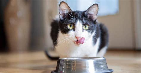 Memilih makanan kelas premium bagi kucing tentu memiliki tujuan memberikan makanan terbaik bagi kucing peliharaan kita. Rekomendasi Makanan Kucing Basah Terbaik Beserta Harganya ...