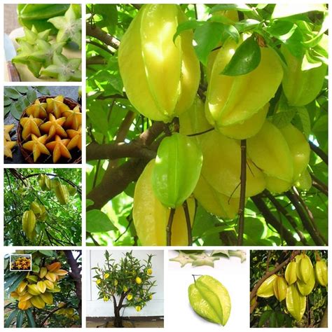 Organic 50 Pcs Imported Carambola Bonsais Star Fruit Tree Shrub Fruit