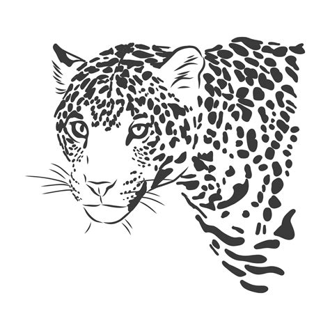 Jaguar Ilustración De Boceto Dibujado A Mano Aislado Sobre Fondo