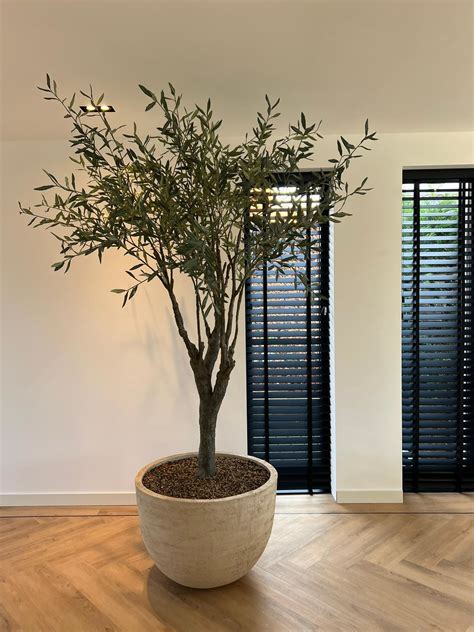 Olive Tree Green 244 Cm Nu Puur And Groen Bv
