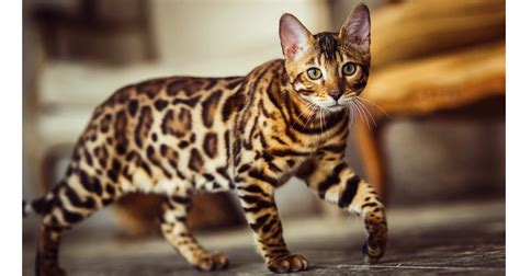 Bengal Breeders Australia Bengal Info And Kittens