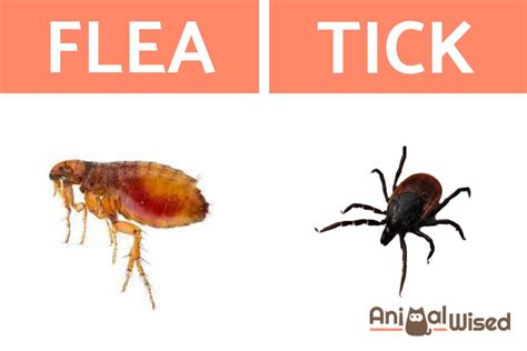 Differences Between Fleas And Ticks Learn How To Identify Them