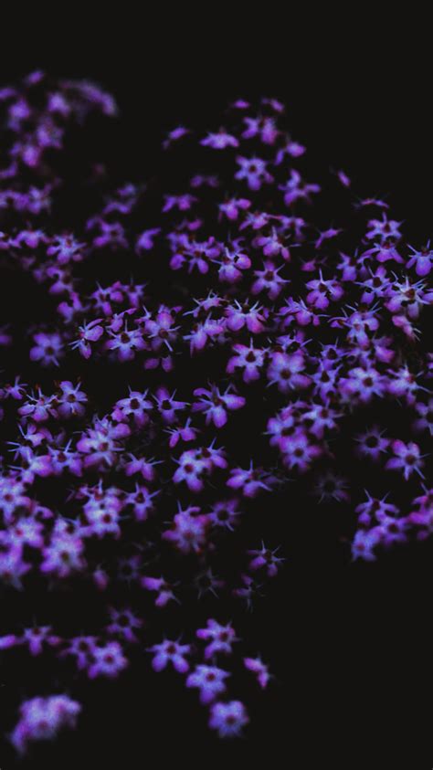 Screensaver For Iphone 7 5 Of 10 With Purple Flowers Hd Wallpapers