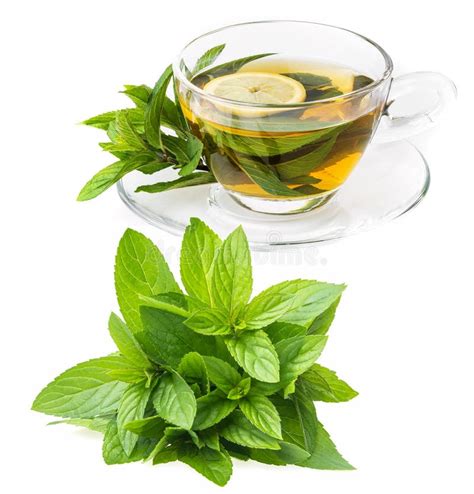 Herbal Mint Tea Picnic In Nature Stock Image Image Of Cloth Leaves