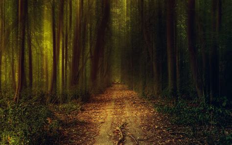Mysterious Forest Wallpapers Top Free Mysterious Forest Backgrounds