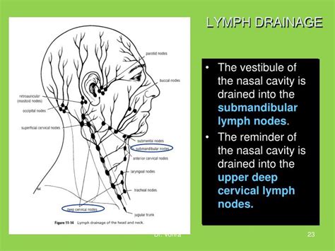 Ppt Nasal Cavity And Paranasal Sinuses Powerpoint Presentation Id