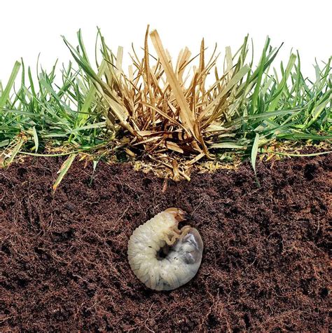 How To Remove Grubs From Lawn