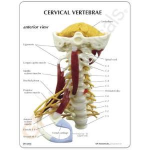 Gpi Anatomicals Muscled Cervical Spine Model Ward S Science