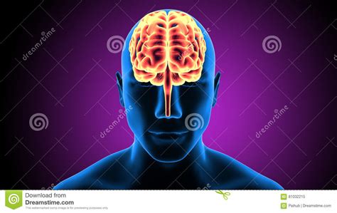 3d Illustration Of Human Body Brain Anatomy Stock Illustration ...