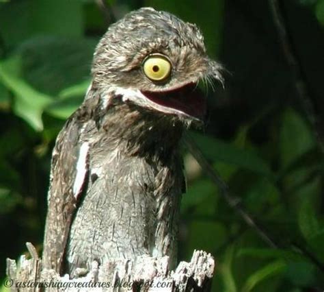The Potoo Is A Nocturnal Bird That Resides In Central And South America