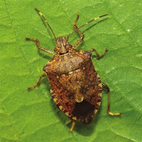 Pdf Biology Ecology And Management Of Brown Marmorated Stink Bug
