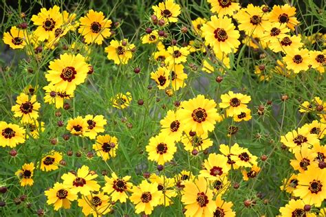 Yellow Texas Wildflowers Flickr Photo Sharing