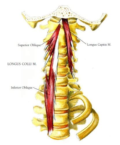Muscles Anterior Cervical Spine Flashcards Quizlet