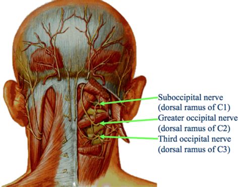 Pin By Los Guaduales On Knowing My Body Occipital Nerve Block Nerve