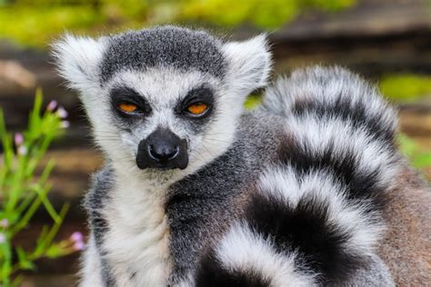 Some Interesting Facts About Madagascar — Giving