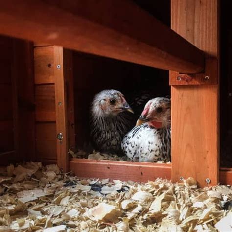 Pine Shavings In The Coop The Secret Chicken Killer — The Featherbrain