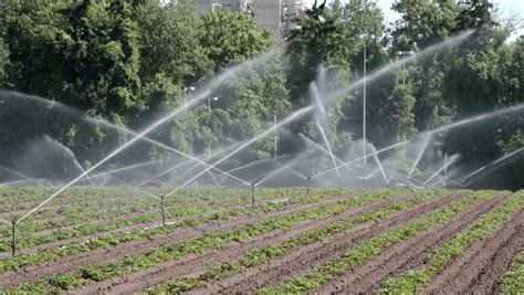 Agricultural Irrigation Sprinklers At Work On A Small Farm Field Stock