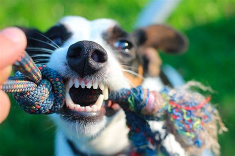 9 Juegos Para Jugar Con Tu Perro En Casa