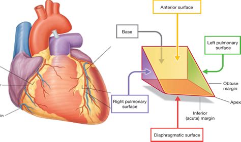 If you experience chest pain, you may ask yourself what side is your heart on. Heart and Great Vessels - StudyBlue