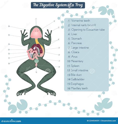 Education Chart Of Biology For Dissected Body Of Frog Diagram Stock