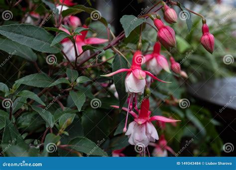 Image Of Beautiful Fuchsia Magellanica Flower Hummingbird Fuchsia Or