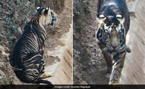 Rare Black Tiger Spotted Odisha Mtimes News