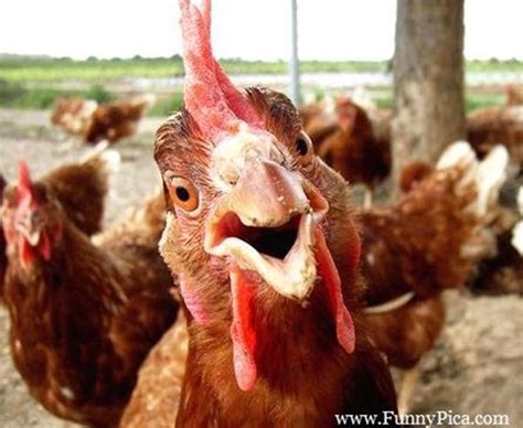 30 hilarious and funny pictures of chickens tail and fur chicken humor funny chicken memes