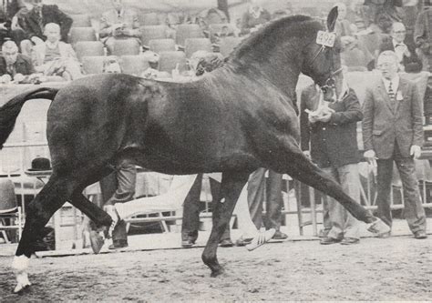 Welcome to the hengst online catalogue. RAMIRO - NRPS - Nederlands Rijpaarden- en Ponystamboek