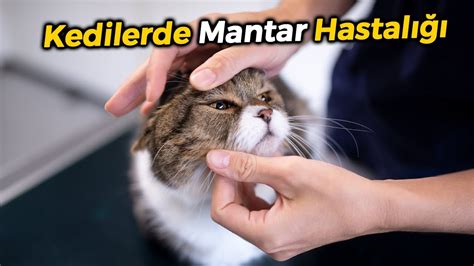 Kedilerde Mantar Hastalığı KEDİ MANTAR TEDAVİSİ VE ÖNLENMESİ YouTube