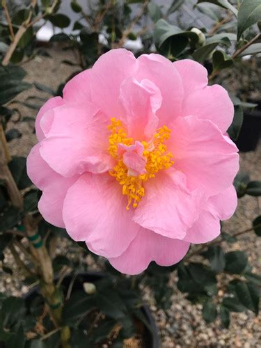 Camellia X Pink Icicle Youngbloodnursery