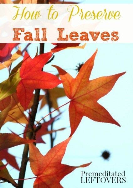 Placing cut flowers in water in the. How to Preserve Fall Leaves with Glycerin - A tutorial for ...