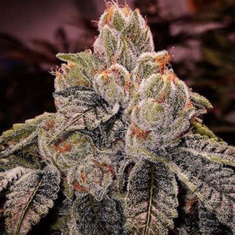 The character or fundamental values of a person, people, culture, or movement. Ethos Genetics Ethos Genetics OG D Lux Bx3 Reg 10 pk ...