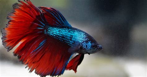 Fighting Fish Synchronize Their Combat Moves And Their Gene Expression