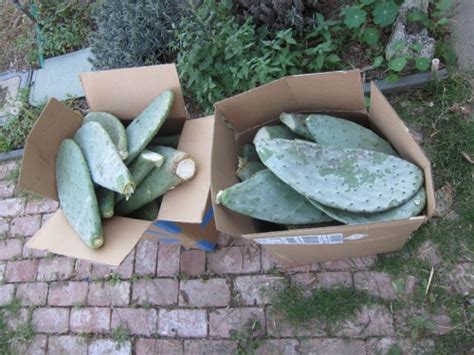 The pads are typically about one inch thick and six to 12 inches in length with an oblong, rounded shape. Picture Sundays: Free the Prickly Pear | Root Simple