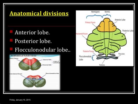 It has an important role in motor control, with cerebellar dysfunction often presenting with motor signs. Cerebellum ppt