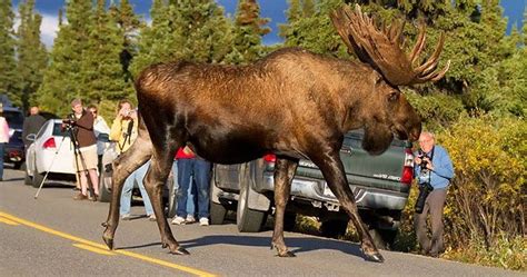 Canada and norway lock horns in battle over tallest moose ? Guy Discovers Gigantic Moose Wandering The Streets Of ...