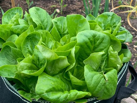 How To Grow Lettuce Kids Do Gardening