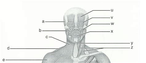 Exercise 15: Gross Anatomy of the Muscular System Flashcards | Easy