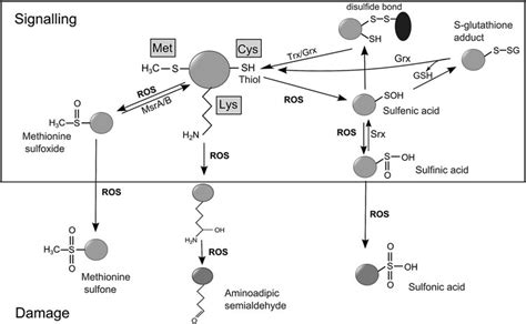 Oxidative Post Translational Modifications Of Proteins On Specific