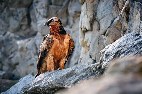 The African Raptor Centres Bearded Vulture Breeding Programme