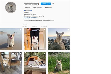 Corgis You Should Follow On Instagram Hellobark