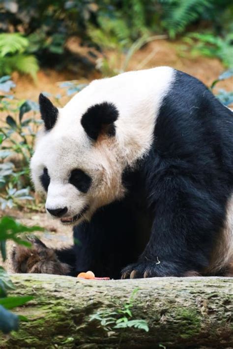 The Worlds Oldest Captive Giant Panda Died In Hongkong 2 Peoples