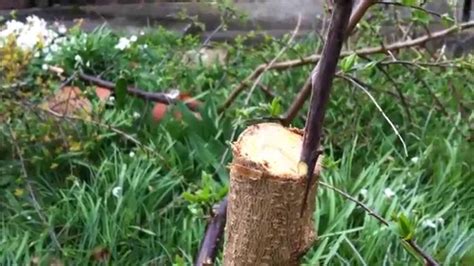 How to graft fruit trees: Grafting the plumb fruit salad tree 11.04.15 - YouTube