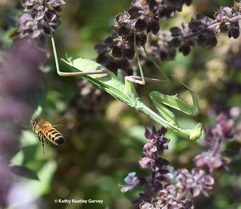 The Honey Bee And The Praying Mantis Bug Squad Anr Blogs
